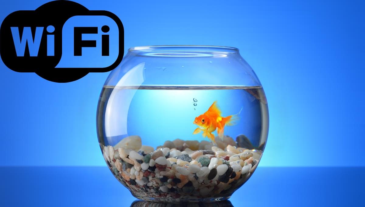 Conoce cómo la presencia de agua en tu casa puede afectar al Wi Fi